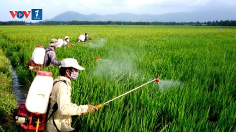 Chuyên gia của bạn ngày 18/3/2015: Tư vấn phòng trừ sâu bệnh hại lúa Đông Xuân miền Bắc.