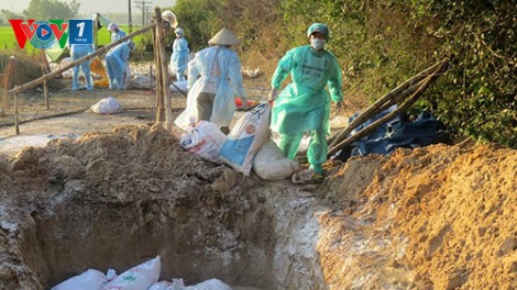 Thời sự trưa ngày 19/3/2015: Thanh Hóa tiêu hủy hơn 1.000 con gia cầm nhiễm virus cúm A/H5N6, loại virus có thể lây sang người với tỷ lệ tử vong cao.