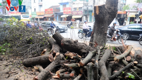 Thời sự trưa ngày 22/3/2015: Đã có đơn vị đầu tiên công bố công khai về việc chặt cây và quy trình xử lý những cây đã bị đốn hạ theo yêu cầu của thành phố.