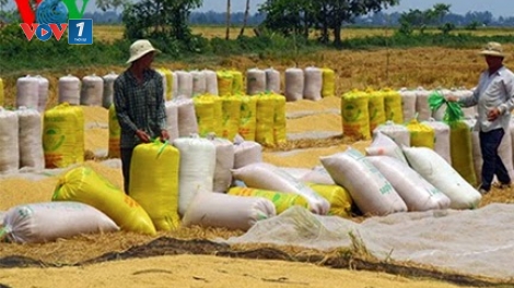 Thời sự trưa ngày 21/3/2015: Giá lúa tại khu vực đồng bằng sông Cửu Long tiếp tục sụt giảm dù đang trong thời gian mua tạm trữ.