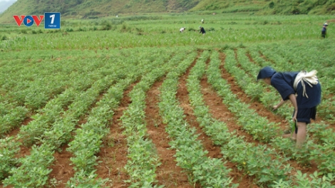Chính phủ với người dân ngày 26/3/2015: Giải bài toàn đất sản xuất cho đồng bào dân tộc.
