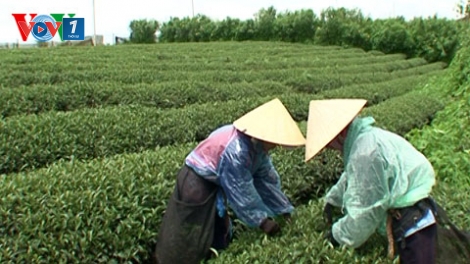 Diễn đàn kinh tế ngày 10/5/2015: Xây dựng thương hiệu chè an toàn.