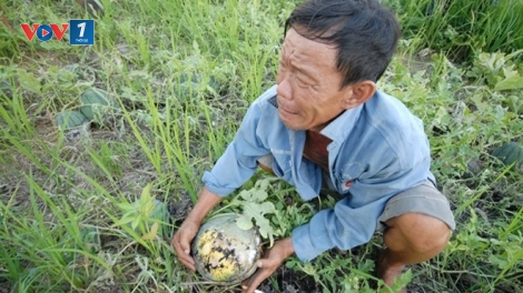 Làm gì để hàng nông sản không rơi vào tình trạng được mùa, rớt giá?