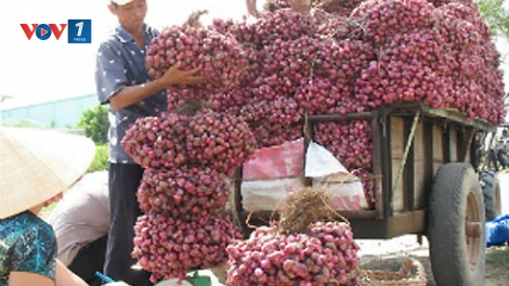 Chính phủ với người dân ngày 15/5/2015: Tiêu thụ nông sản - Cần có chính sách liên kết từ sản xuất đến thị trường.