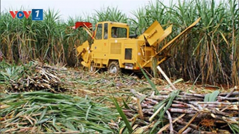 Thời sự chiều ngày 18/5/2015: Ngành mía đường đối mặt với nguy cơ khó khăn.