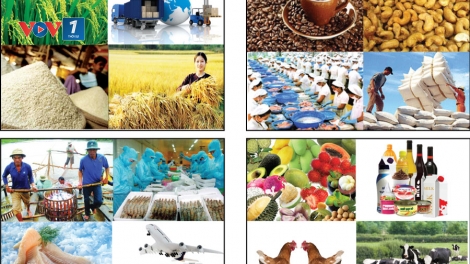 Khoa học và công nghệ ngày 26/5/2015: Ứng dụng khoa học công nghệ trong sản xuất giá trị gia tăng hàng nông sản.