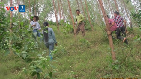 Giám sát quản lý, sử dụng đất đai tại các nông, lâm trường (Quốc hội với cử tri ngày 23/7/2015)