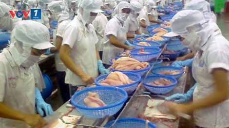 Doanh nghiệp "tự bơi" với FTA? (Kinh tế ngày 14/8/2015)