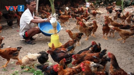 Để ngành chăn nuôi không đuối sức trong biển lớn.