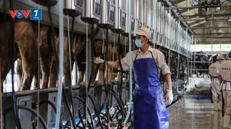 Nông nghiệp ứng dụng công nghệ cao: Cần đặt doanh nghiệp ở vị trí trung tâm (Khoa học và công nghệ ngày 7/8/2015)