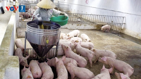 Ngành chăn nuôi trước ngưỡng cửa TPP.