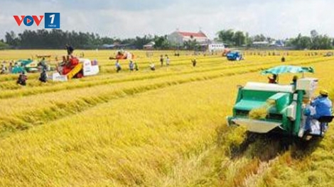 Canh tác lúa thông minh: Để người nông dân trở thành chuyên gia nông nghiệp (29/10/2016)