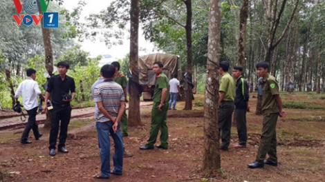 Bắt vụ vận chuyển lâm sản lớn nhất tại Gia Lai với số lượng gỗ lên tới gần 100 mét khối (Thời sự đêm 6/10/2016)