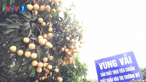 Phát huy đặc sản địa phương nhờ ứng dụng khoa học công nghệ (11/11/2016)