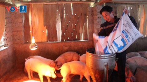 Phòng bệnh cho lợn trong mùa đông (07/12/2016)