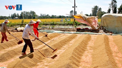 Tương lai nào cho xuất khẩu gạo của Việt Nam (14/12/2016)
