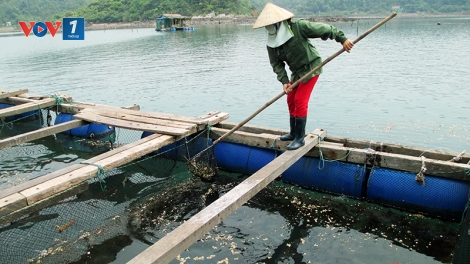 Ngư dân gặp khó trước quyết định di dời lồng bè nuôi trồng thủy sản (04/12/2016)