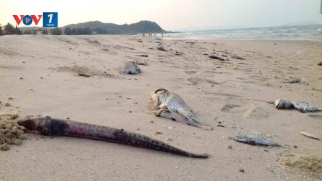 Phó Thủ tướng Chính phủ có công điện yêu cầu không kinh doanh, tiêu thụ thủy, hải sản chết bất thường tại miền Trung. (Thời sự đêm 27/4/2016)