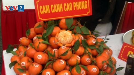 Chỉ dẫn địa lý – Việt Nam chưa khai thác hết tiềm năng. (19/4/2016)