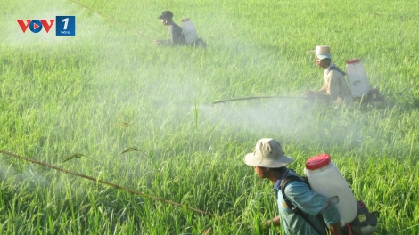 Lãng phí tiền tỷ vào đồng ruộng, đầu độc cả môi trường sinh thái (19/4/2016)