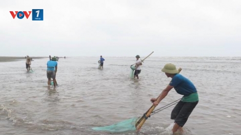 Thái Bình ngăn chặn, xử lý việc đưa thông tin không chính xác về hải sản chết tại bãi biển Cồn Vành (Thời sự chiều 11/5/2016)