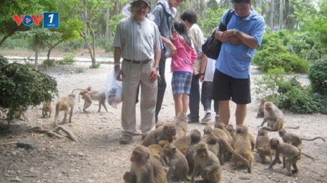 Khám phá hòn đảo của khỉ và rác. (22/5/2016)