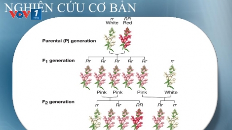 Lực đẩy cho nghiên cứu cơ bản ở Việt Nam. (20/5/2016)
