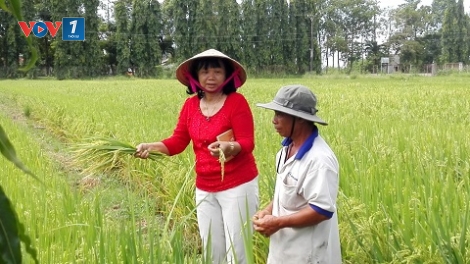 Nhà khoa học nữ luôn trăn trở với những giống lúa chịu khô hạn của nước ta (11/5/2016)