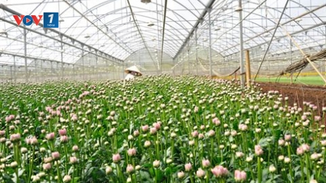 Đẩy mạnh ứng dụng nông nghiệp công nghệ cao để phát triển bền vững. (31/5/2016)