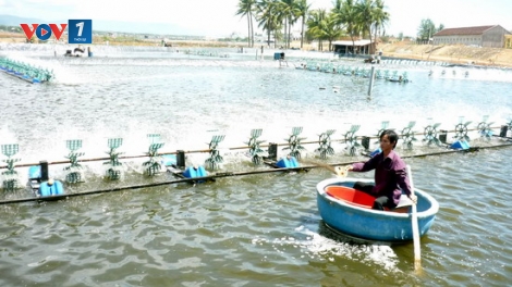 Ứng dụng khoa học công nghệ để hạn chế dùng kháng sinh trong nuôi trồng thủy sản. (24/5/2016)