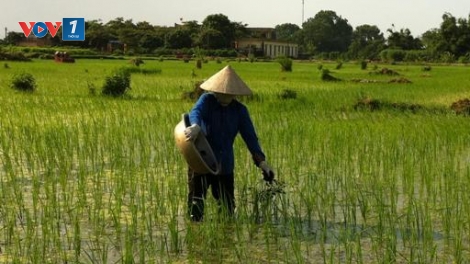 Nông dân còn biết tin vào đâu? (21/5/2016)