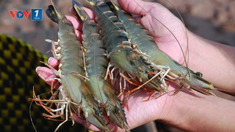 Mối nguy mang tên kháng sinh trong thủy sản. (23/6/2016)