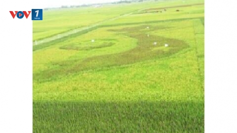 Vẽ bản đồ Tổ quốc bằng Lúa thảo dược (13/6/2016)