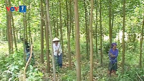 Lợi ích “kép” khi giao rừng cho dân. (13/6/2016)