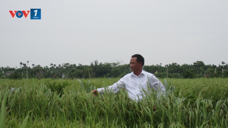 Doanh nhân Đoàn Văn Sáu và cái bắt tay giữa doanh nghiệp và nông dân. (15/6/2016)