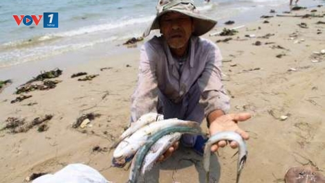 Xử lý sự cố môi trường gây hải sản chết bất thường tại 4 tỉnh ven biển Miền Trung Việt Nam (1/7/2016)