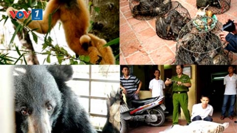 Cần sớm nghiêm cấm việc gây nuôi và buôn bán các loài động vật hoang dã nguy cấp quý hiếm tại Việt Nam (28/7/2016)