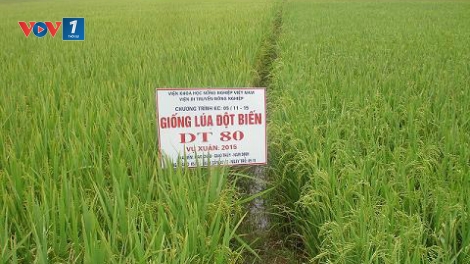 Kỹ thuật trồng lúa chịu mặn, chất lượng DT80. (13/7/2016)