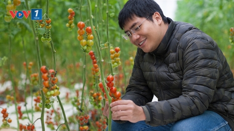 Chặng đường khởi nghiệp từ những quả cà chua của chàng trai trẻ Trần Thái Dương, Giám đốc Công ty cổ phần Skyfarm. (02/8/2016)