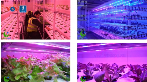 Ứng dụng công nghệ LED trong chăn nuôi. (23/8/2016)
