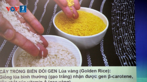 Cần thông tin đầy đủ và minh bạch khi phát triển cây trồng biến đổi gen ở Việt Nam (9/8/2016)