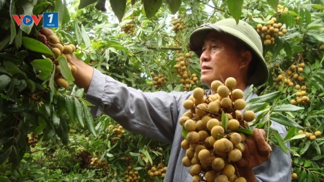Xây dựng thương hiệu Quốc gia cho sản phẩm địa phương - cần chiến lược lâu dài (12/8/2016)