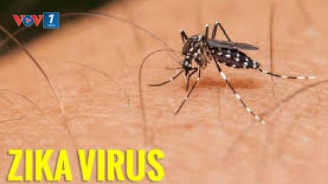 Phát hiện 1 trường hợp nhiễm virut Zika đầu tiên tại tỉnh Phú Yên. (Thời sự đêm 03/8/2016)