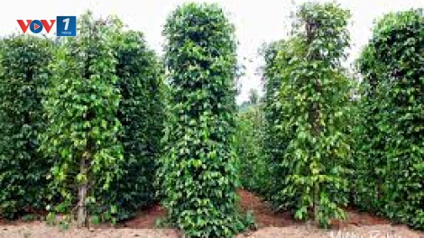 Hướng dẫn nhận biết sớm và phòng chống một số bệnh thường gặp ở cây hồ tiêu. (07/9/2016)