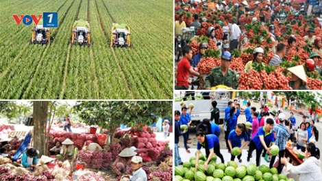 Nông sản Việt với bài toán phụ thuộc vào một thị trường (4/9/2016)
