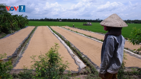 Tâm thế của nông dân trước đô thị hóa (26/01/2017)