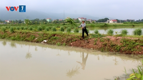 Người làm sống dậy những cánh đồng bỏ hoang ở huyện Vũ Thư, tỉnh Thái Bình (17/1/2017)