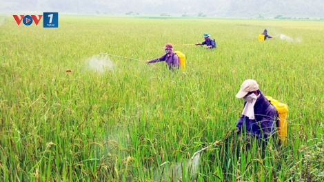 Phòng trừ sâu bệnh hại lúa Đông Xuân (10/01/2017)