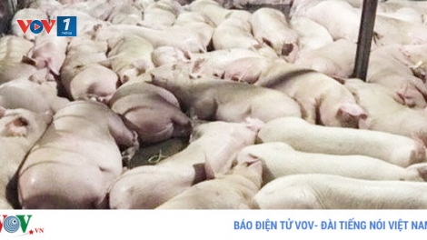 Lỗ hổng trong quản lý an toàn vệ sinh thực phẩm từ câu chuyện gần 4.000 con heo bị tiêm thuốc an thần (6/10/2017)