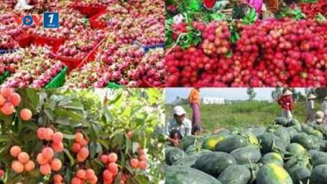 Phải coi rau quả là sản phẩm chủ lực quốc gia (17/11/2017)